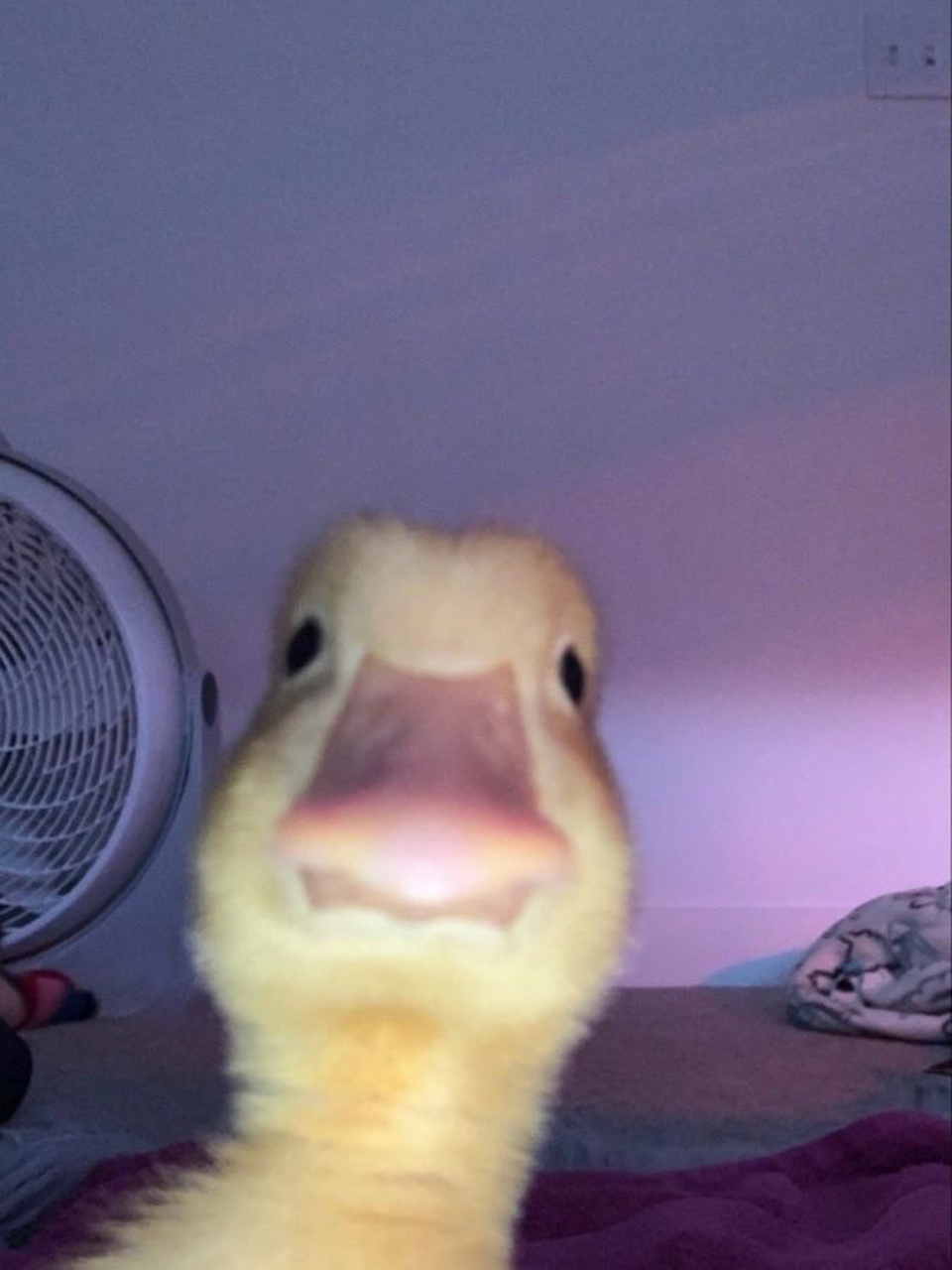 头像/表情包/背景图