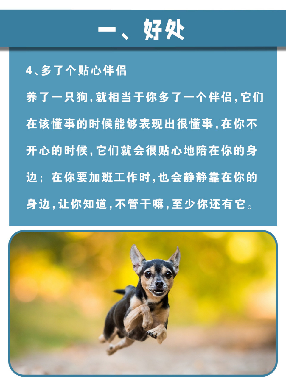 96养狗的56615个好处和26615个坏处,你想养吗71 73一