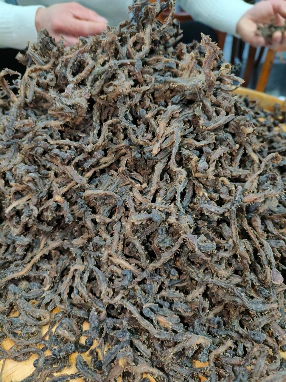 福鼎特产 海蜈蚣顾名思义就是生活在大海中的蜈蚣,通过海蜈蚣图片就会