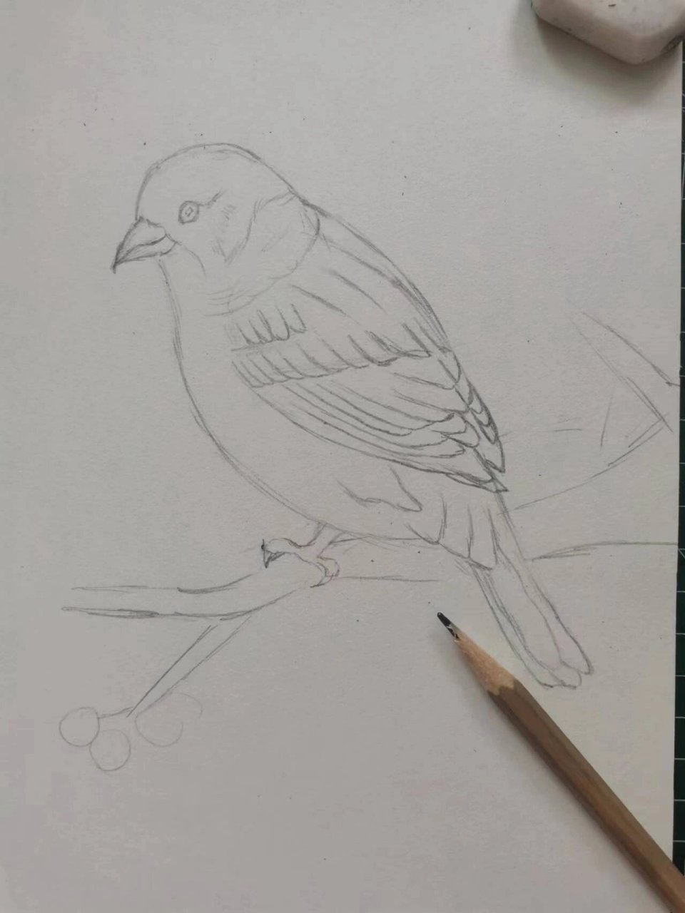 彩铅 麻雀(附步骤) 画画的日常 彩铅画