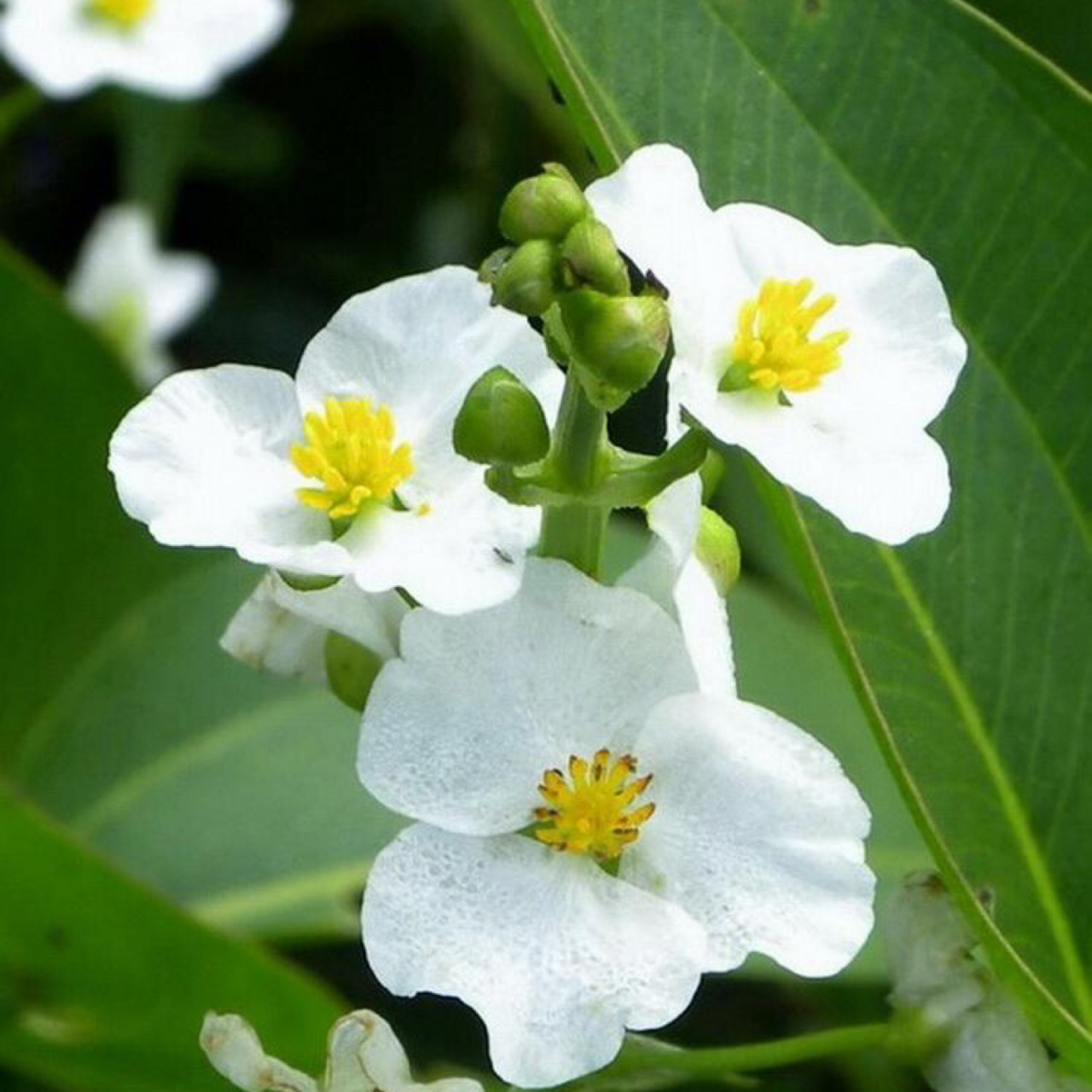 每日一花|慈菇 慈菇:多年生直立水生草本,根茎横生,叶具长柄,叶形变化