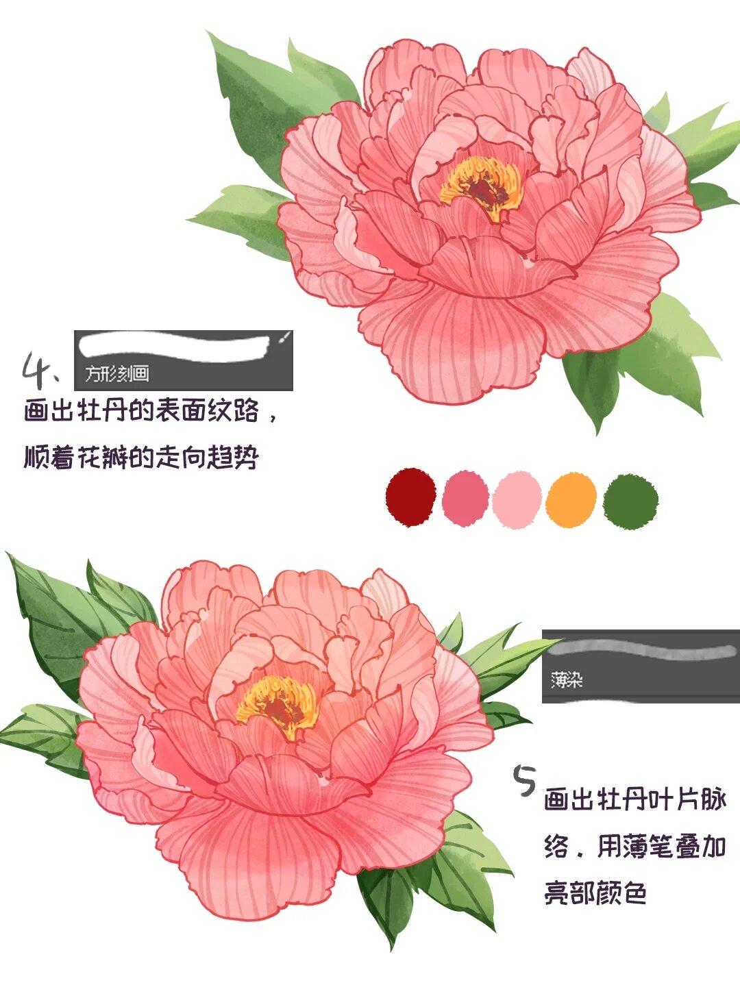 插画分解教程之牡丹花画法(附笔刷)