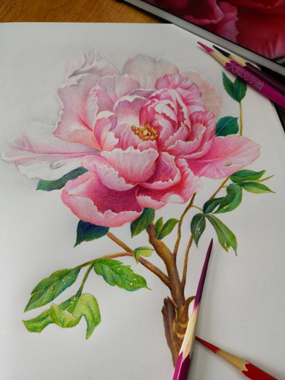 彩铅原创—牡丹花 (附步骤图) 彩铅手绘||花卉超详细步骤图进度分享