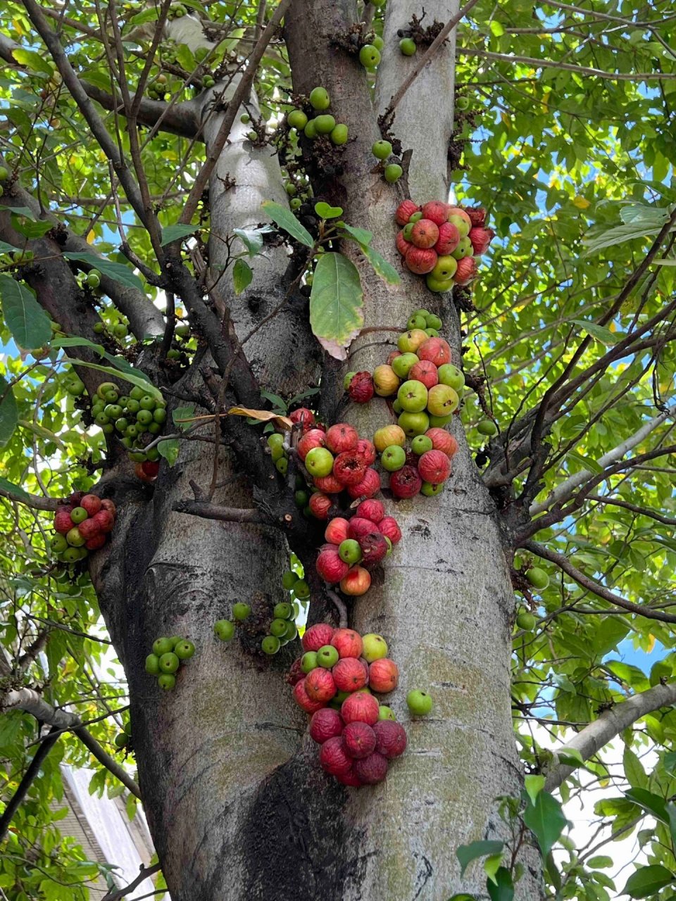 聚果榕-串串金珠一树悬,千千佛影照通虔 马来投稿系列,桑科榕属植物,