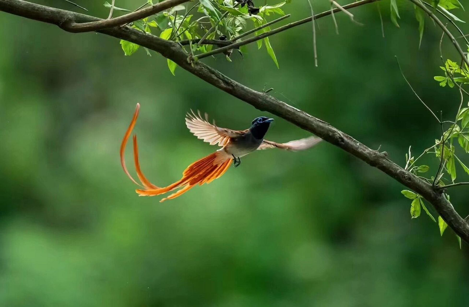 入伏第一天,分享美照 《红绶带鸟》摄于河南董寨