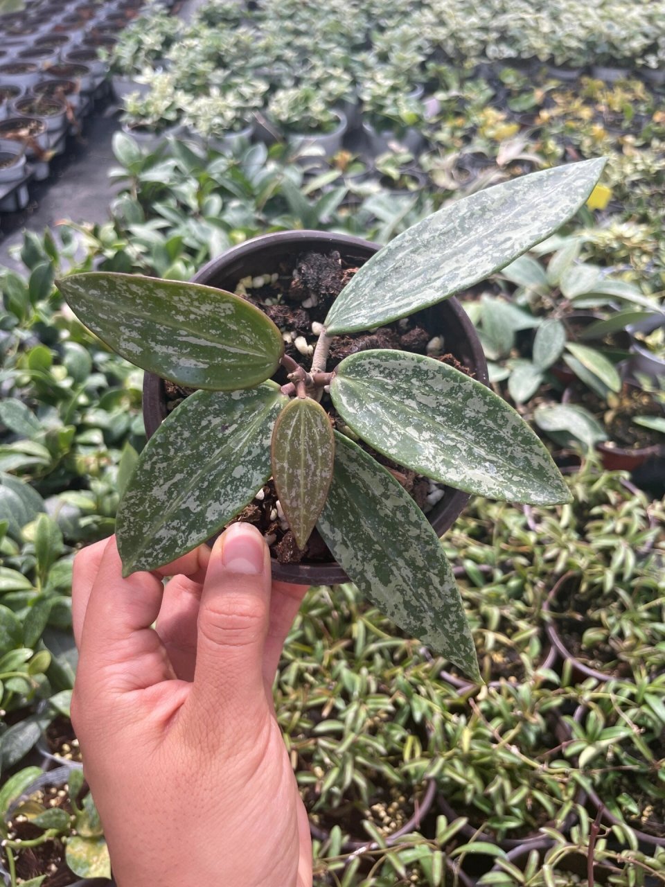 高斑罗伊球兰hoya rangsan silver 朗桑球兰 经典银斑品种,斑叶比较