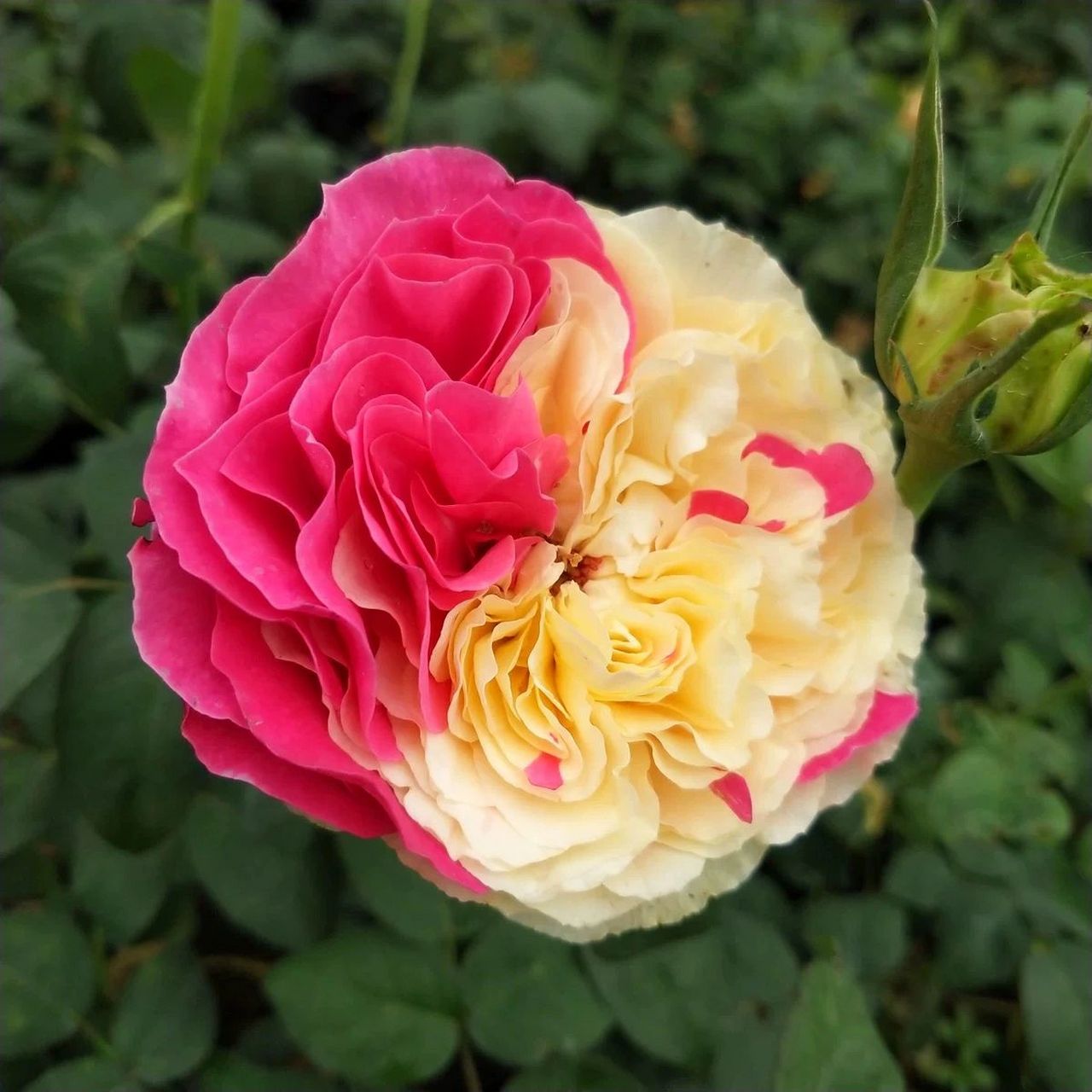 看图对月季品种:风月(四大妖花之一)