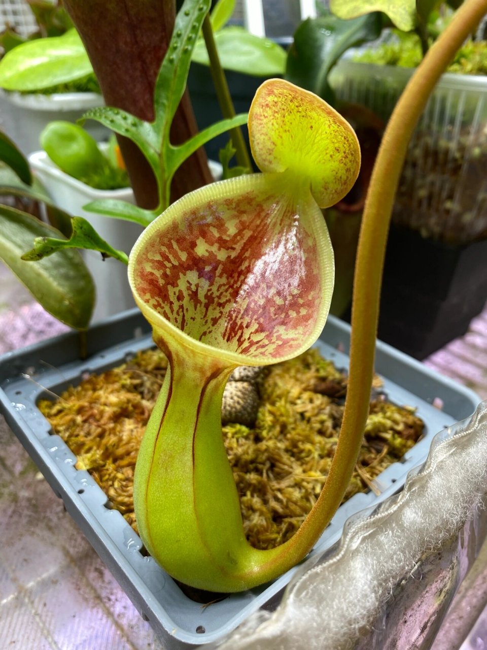 猪笼草 劳氏猪笼草 最神奇的物种