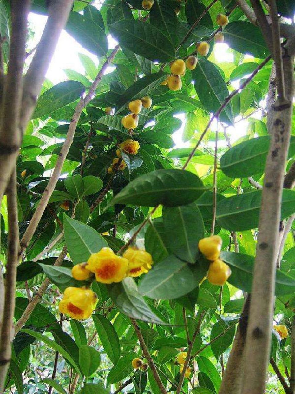 五年的成长,一年一次的花期(12月到第三年的3,4月),每朵金花都是茶树