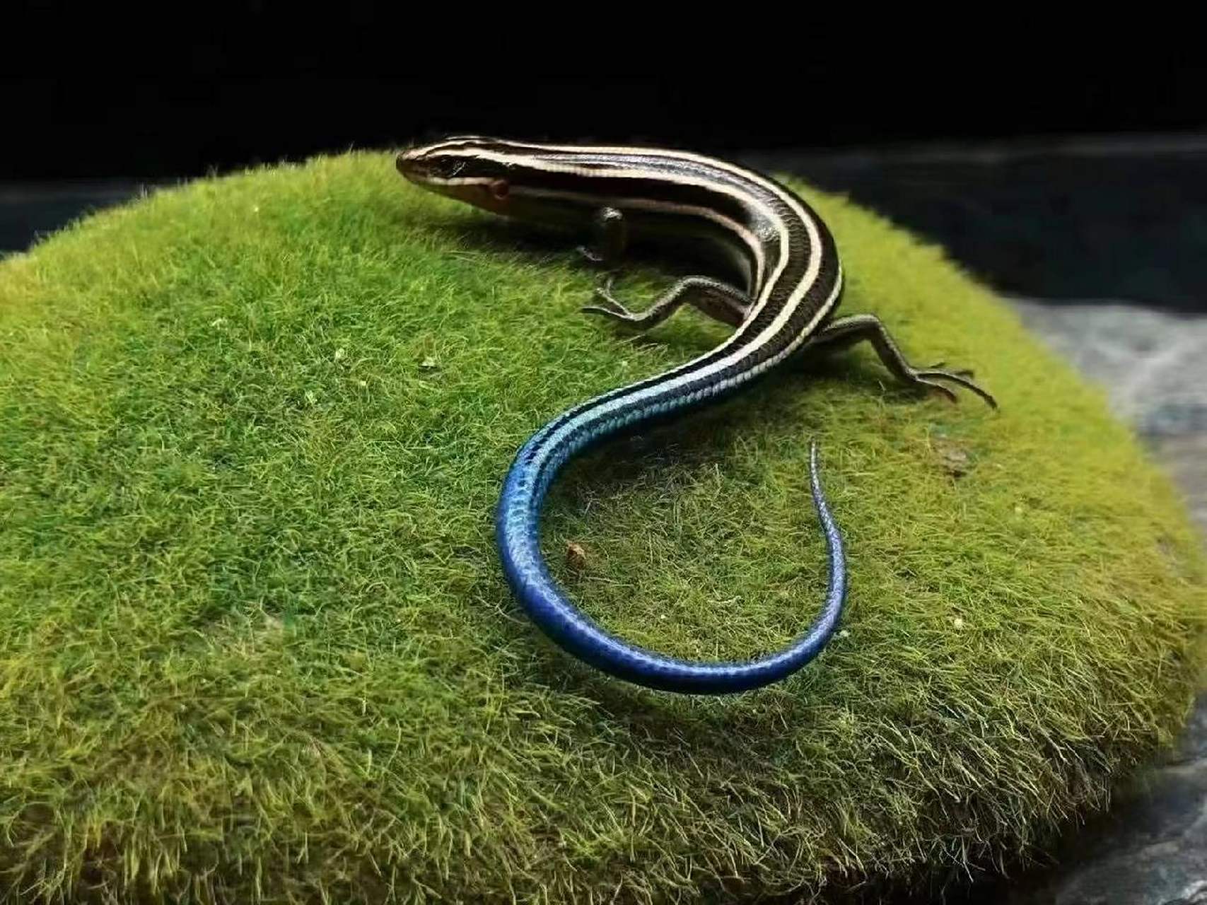 蓝尾石龙子的饲养指南(一) 禁止转载,如需引用请关注公主号异形星系!