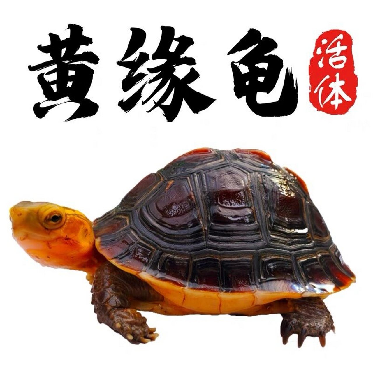 黄缘龟简介 又名黄缘箱龟,黄缘闭壳龟,黄缘闭壳龟和金头龟,中国盒龟等