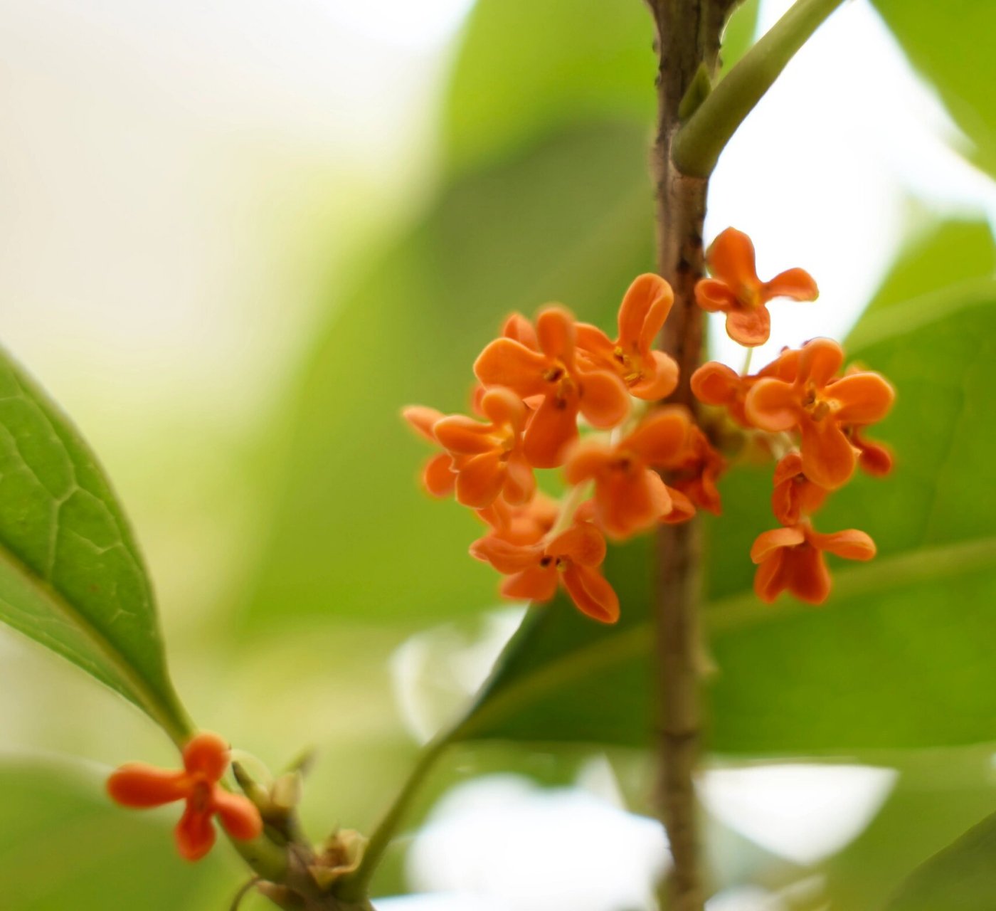 一棵桂花树可以长出颜色深浅不一的桂花,橙色的桂花真的很吸引我,你