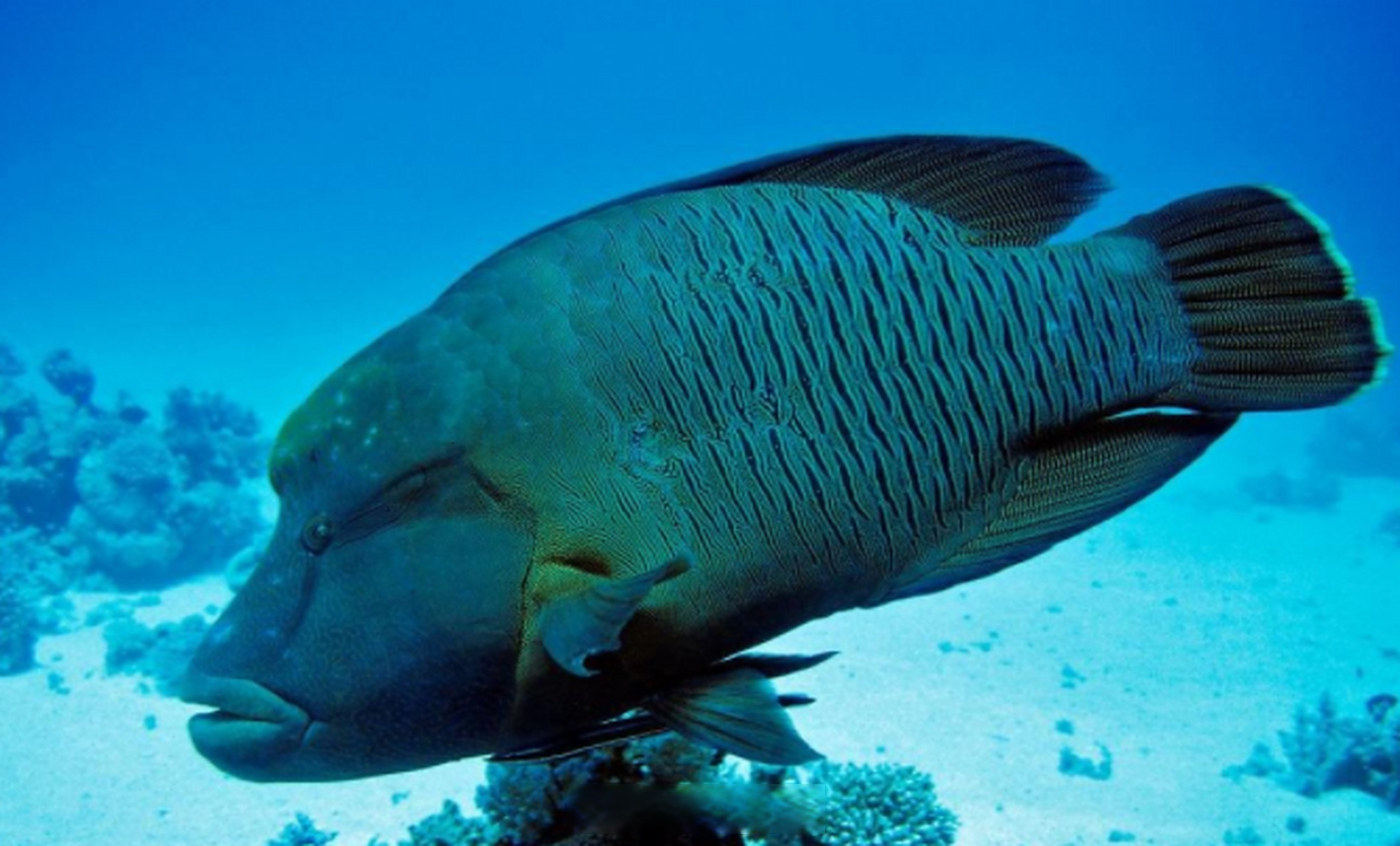 【波纹唇鱼全人工繁育技术在海南取得突破】海南省海洋与渔业科学院