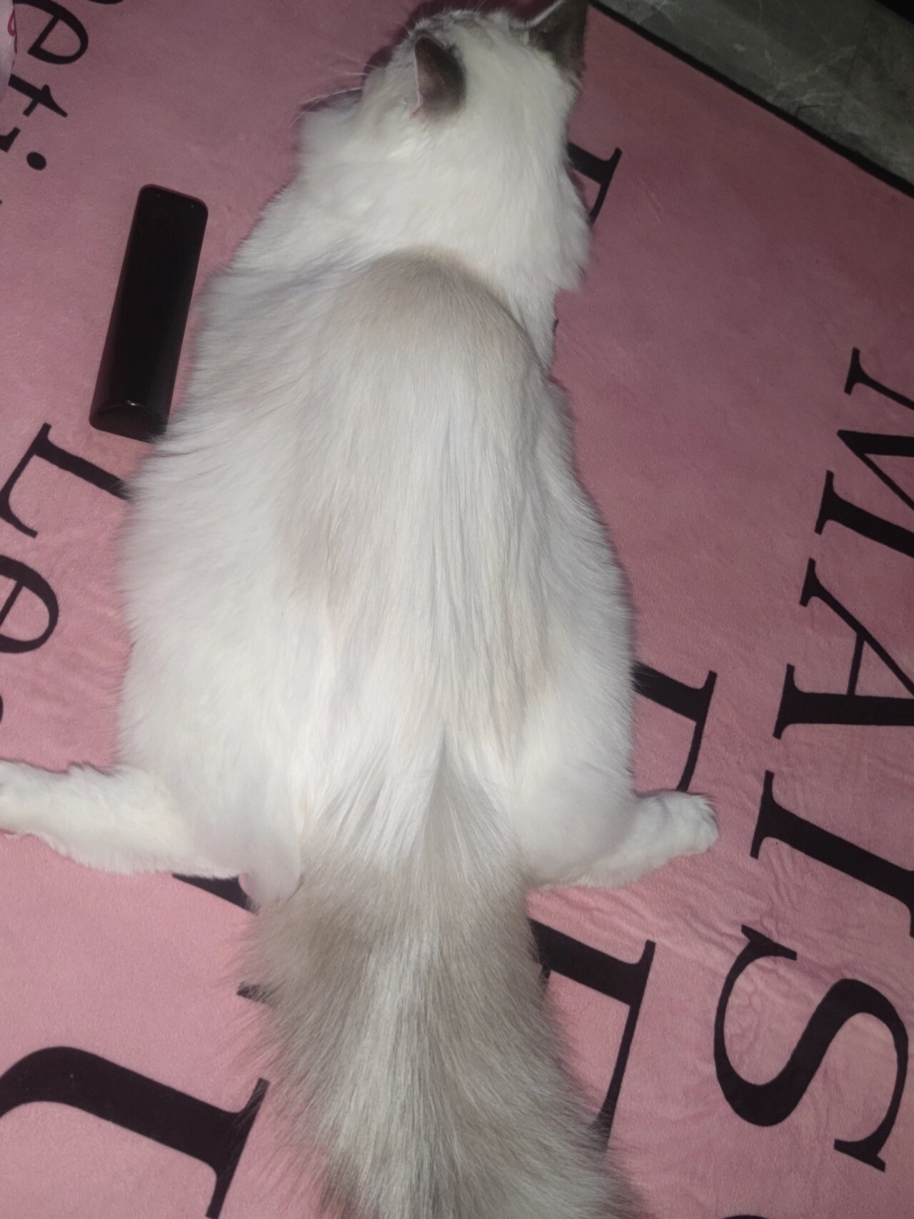 布偶走路尾巴翘不翘?