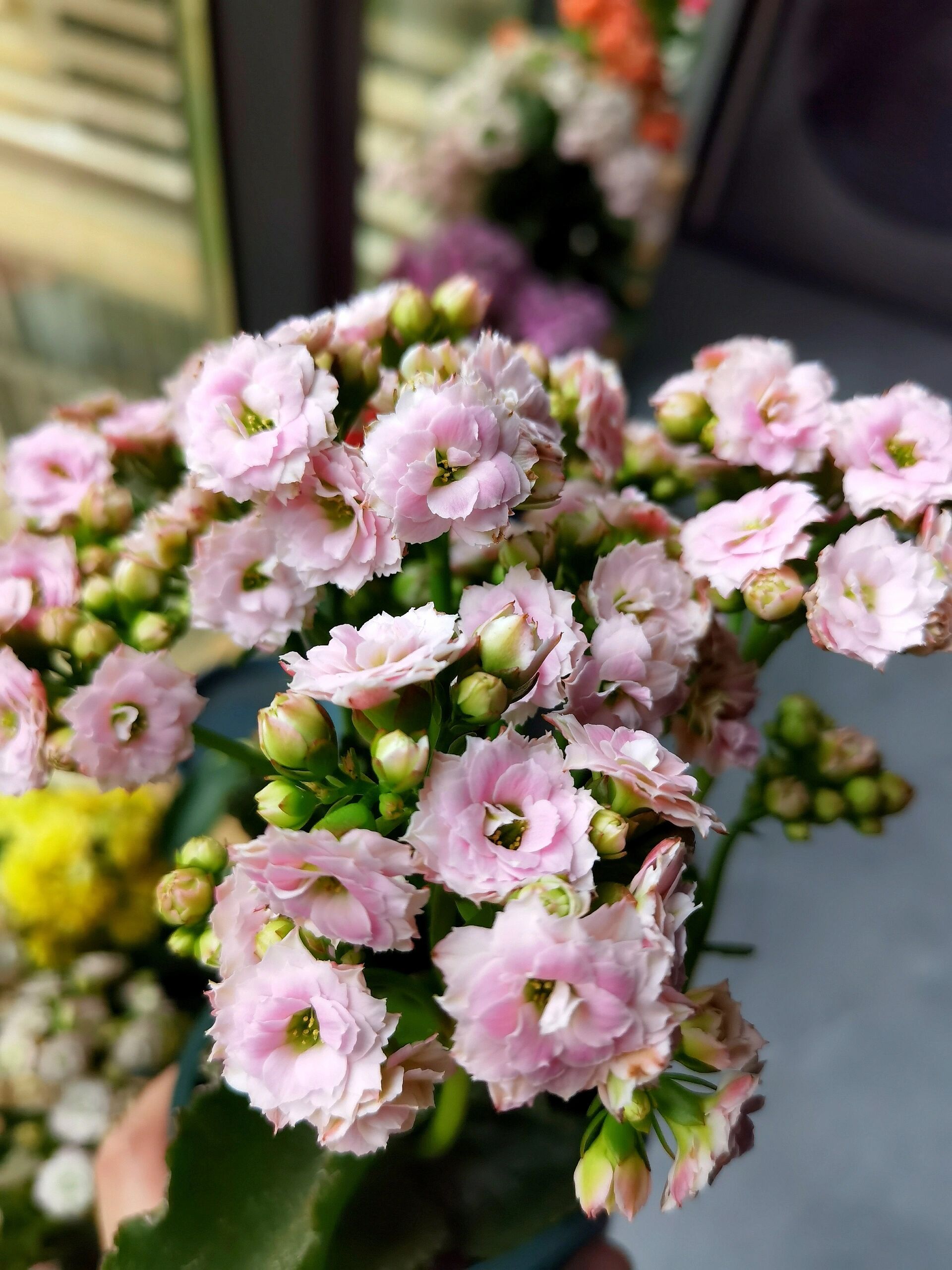 长寿花红粉菲菲图片图片