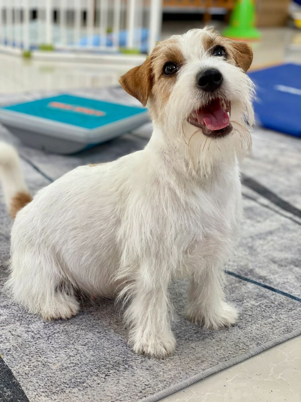 杰克罗素梗 刚毛,平毛,碎毛你更爱哪一款00 杰克罗素梗