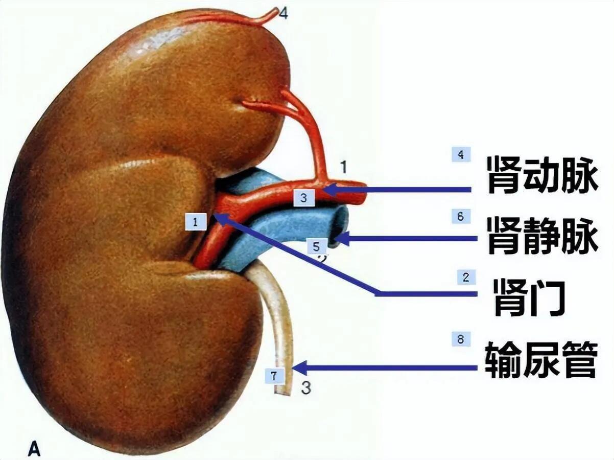 肾蒂在哪个位置图片