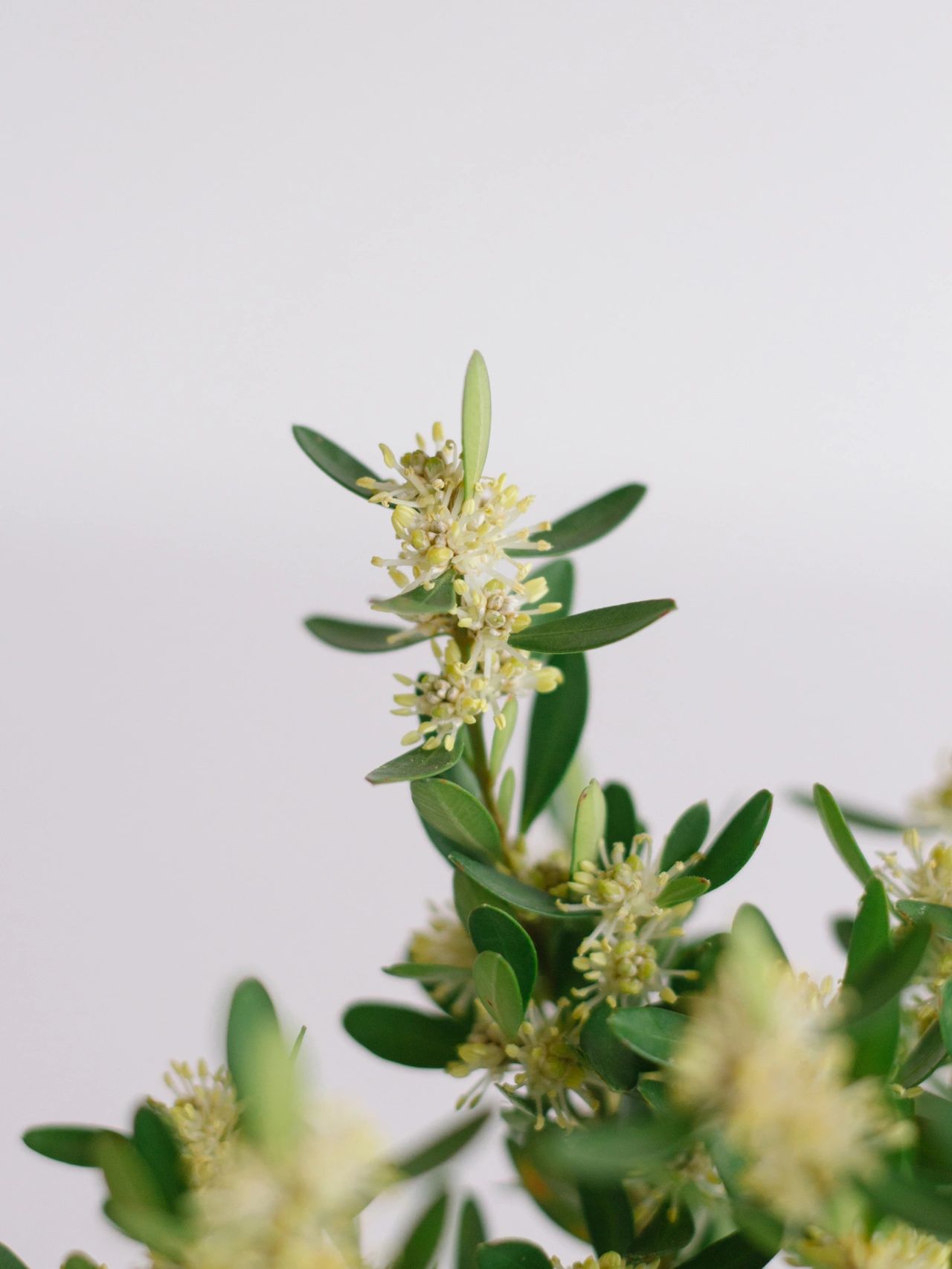 放在书房感觉好合适,也是会开花的,不算难养的参天小树—雀舌黄杨