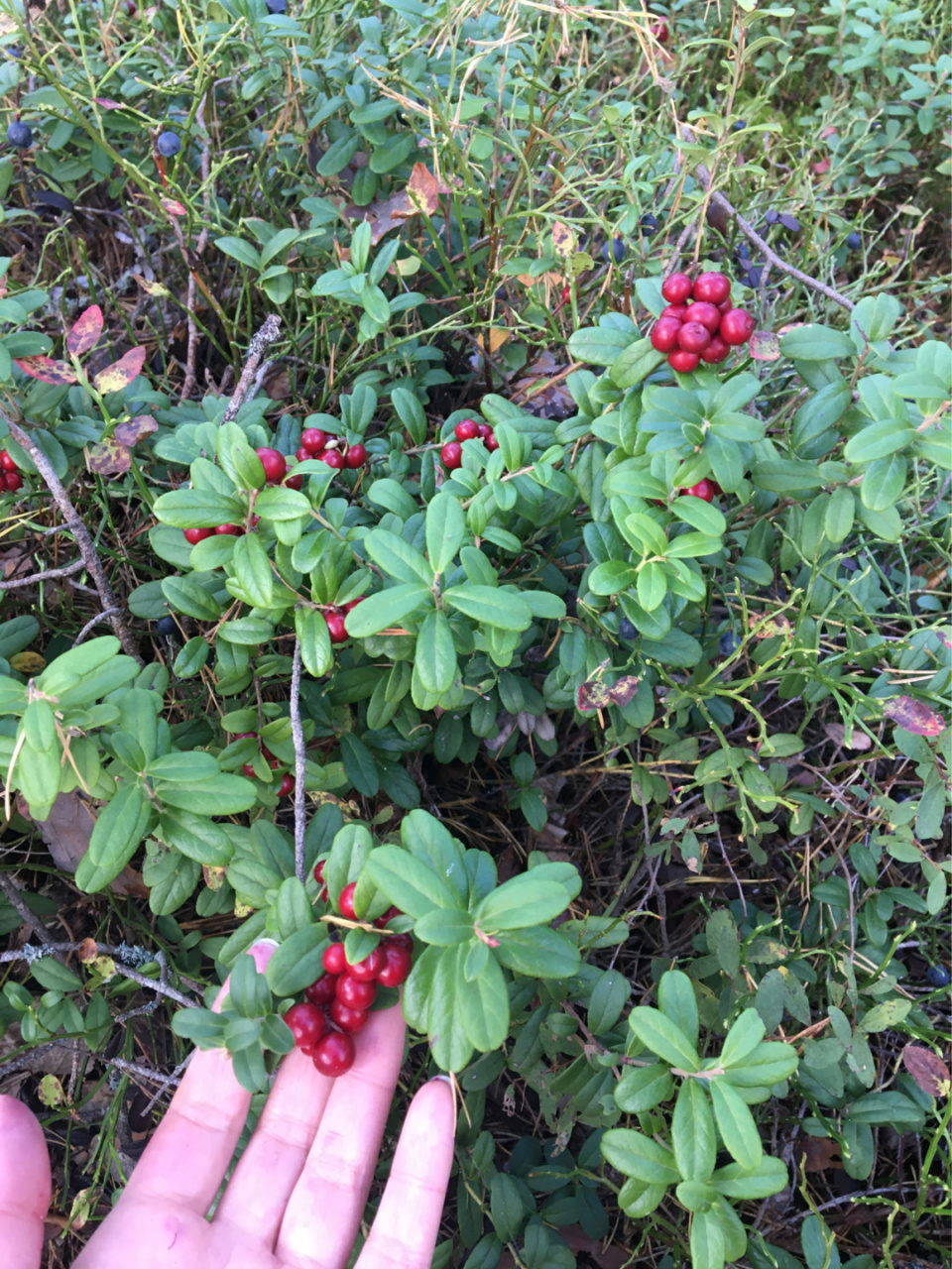 答:是越橘,英语是lingonberry, 芬兰语是puolukka.