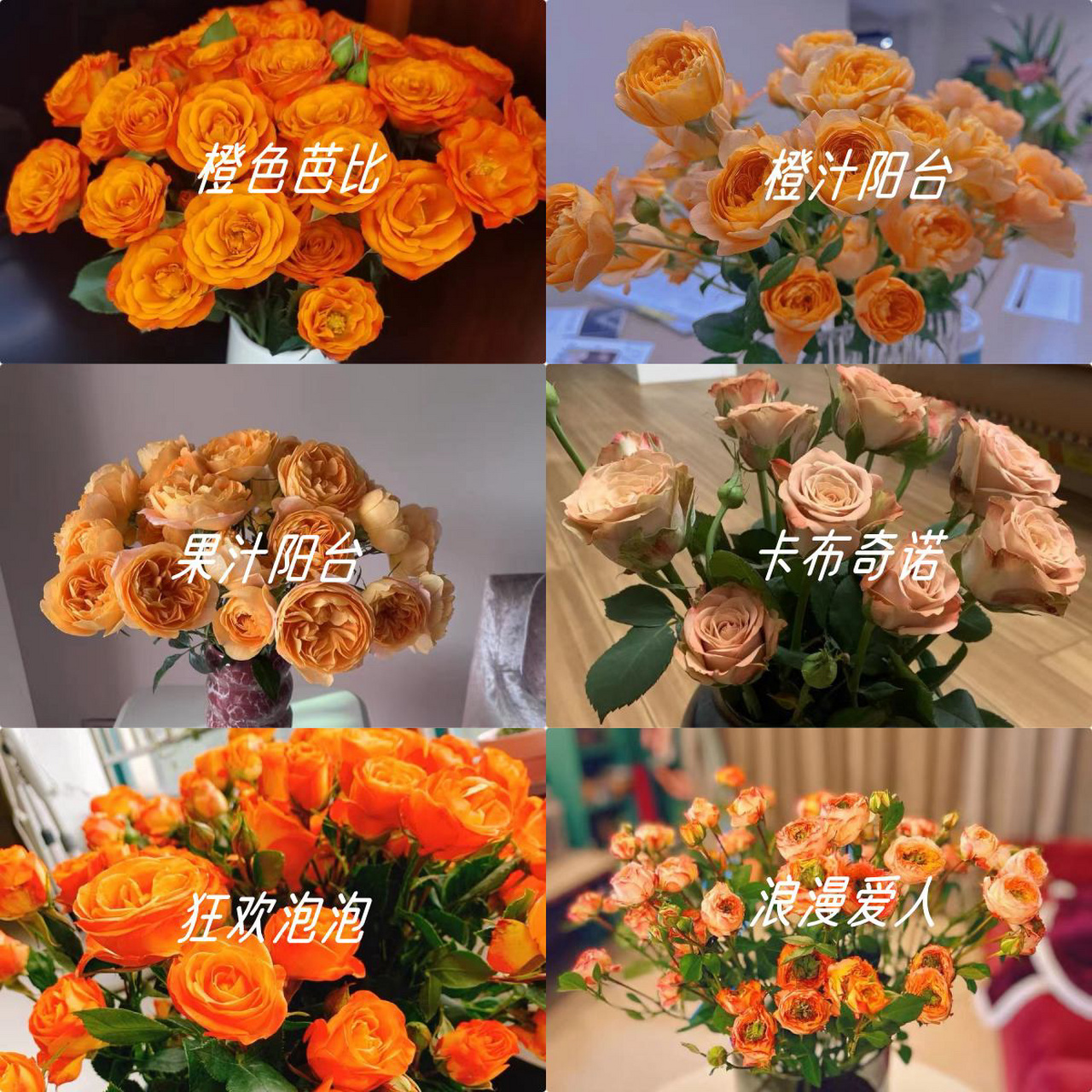 一图带你认识多头玫瑰|有你pick的吗?