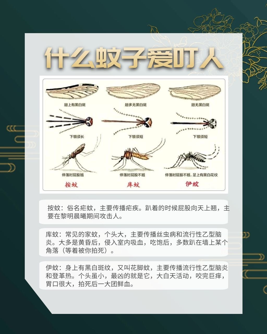 公蚊子or母蚊子?