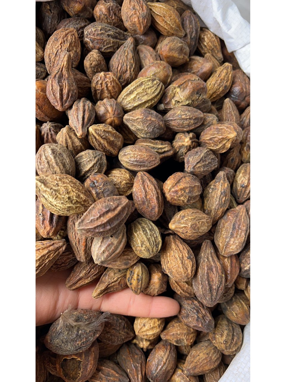 每日中药材介绍——金柯子 诃子是一味中药,来源于使君子科植物诃子或