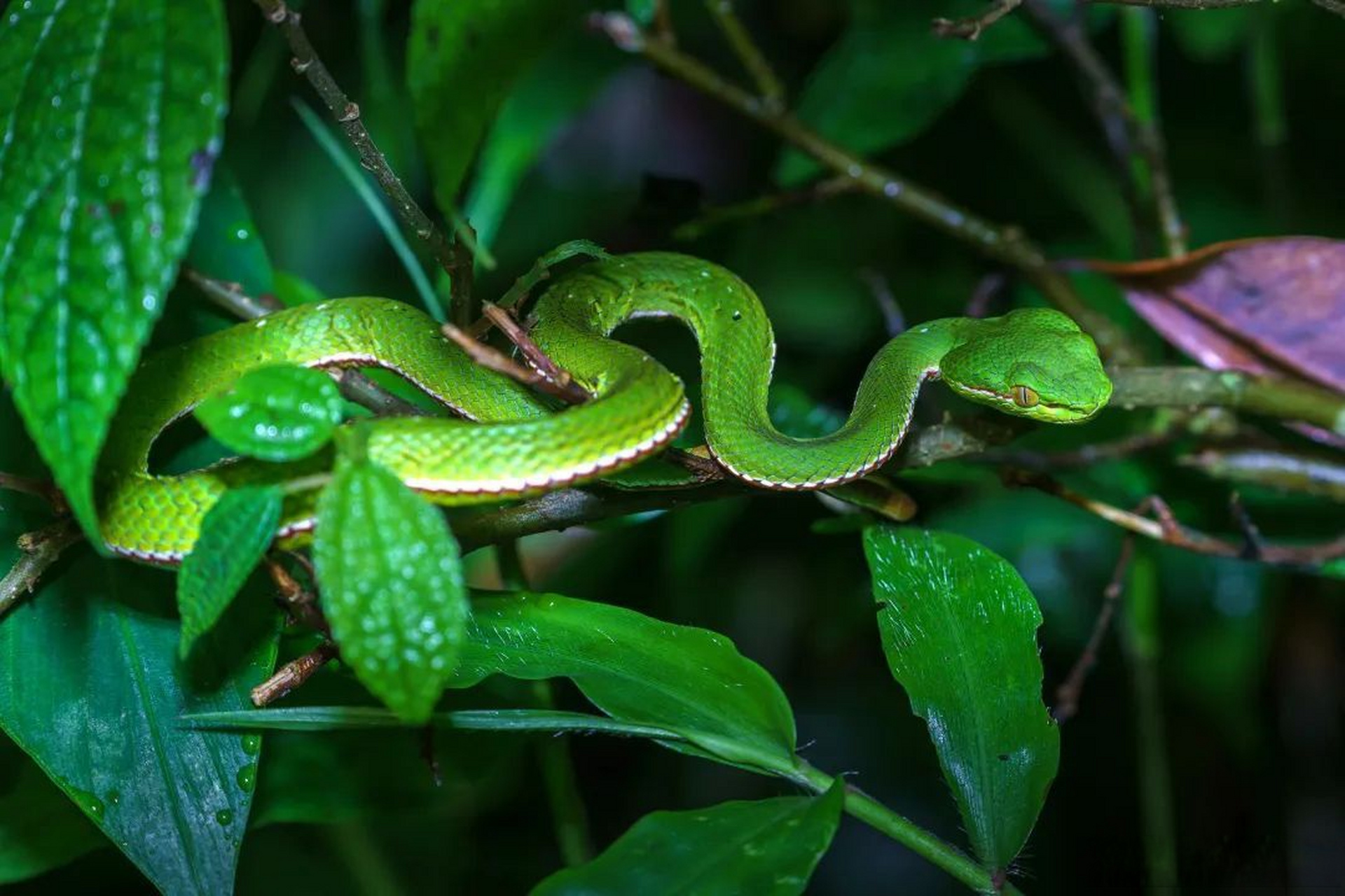 多样性】云南竹叶青(viridovipera yunnanensis),动物界,脊索动物门