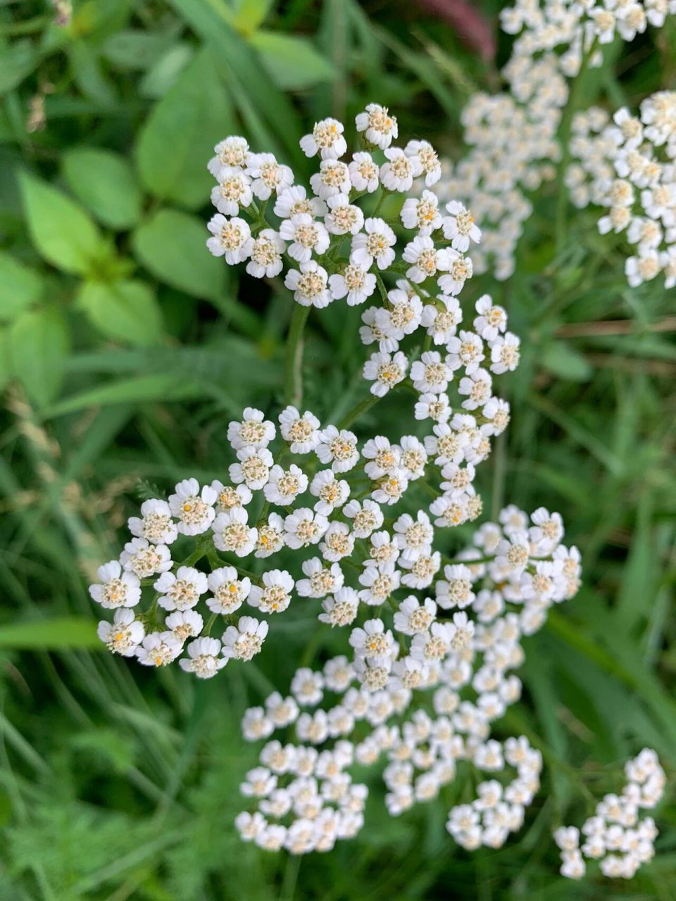 揲蓍草图片图片