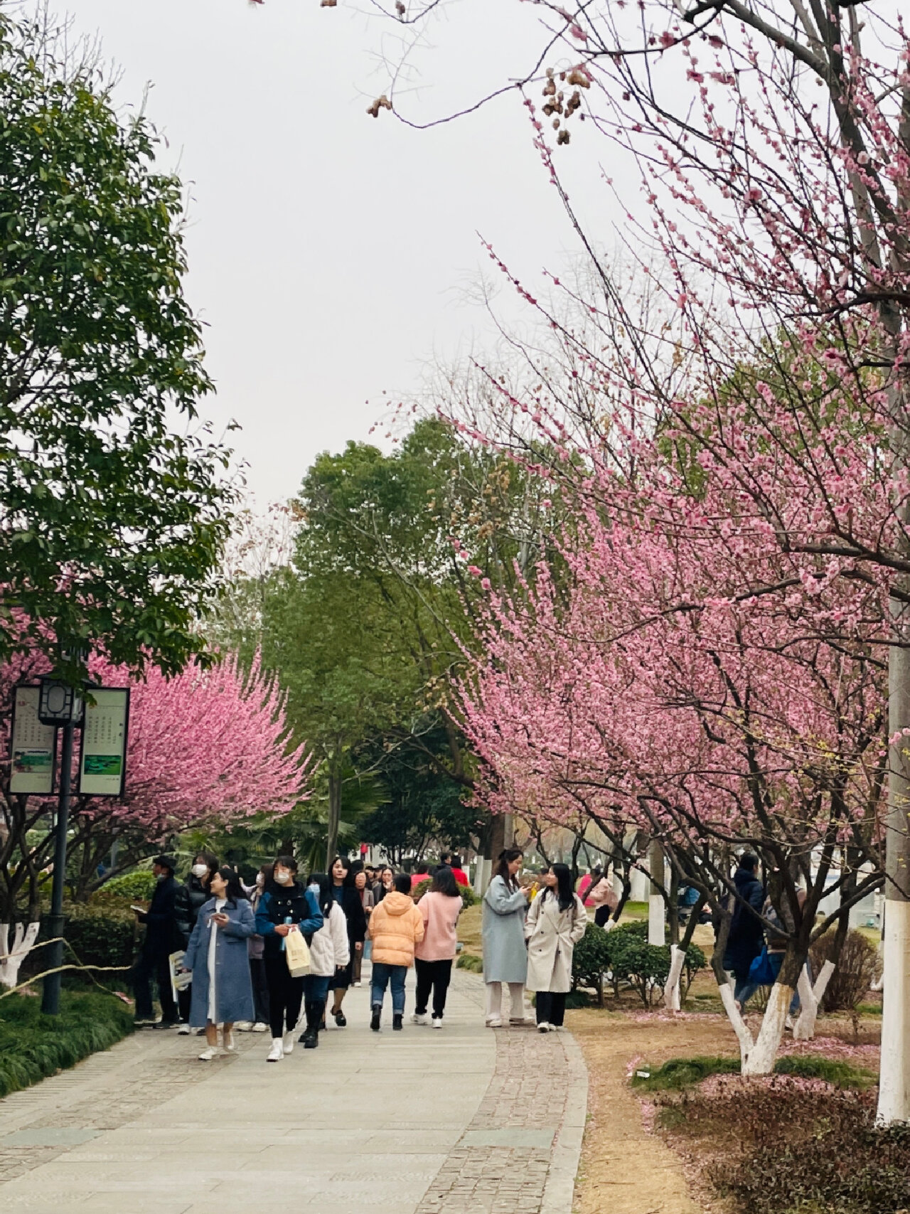 沙湖公园梅花图片