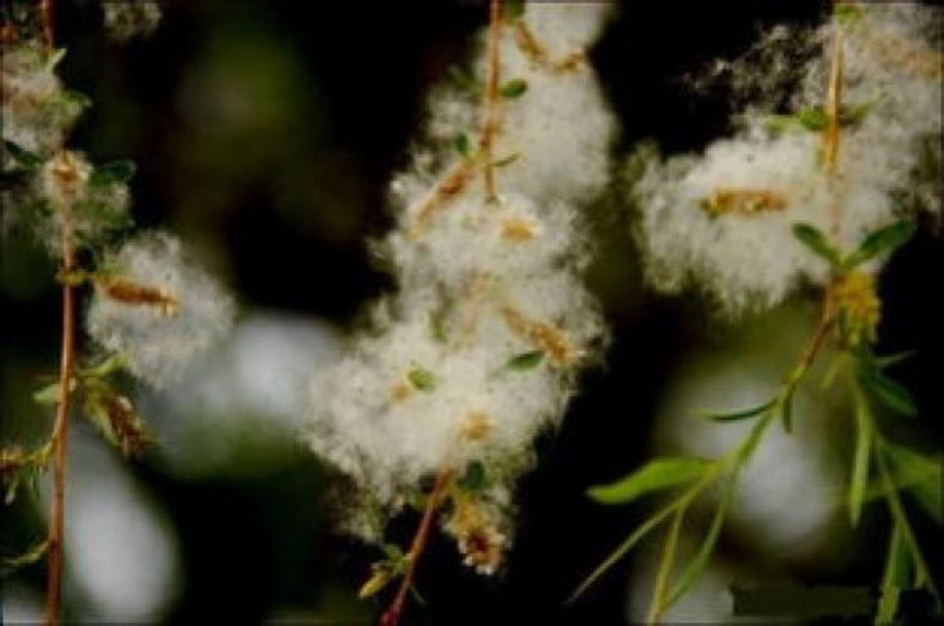 杨絮和柳絮的来源相同吗 杨絮和柳絮的来源不同,杨絮是从杨树上长出来