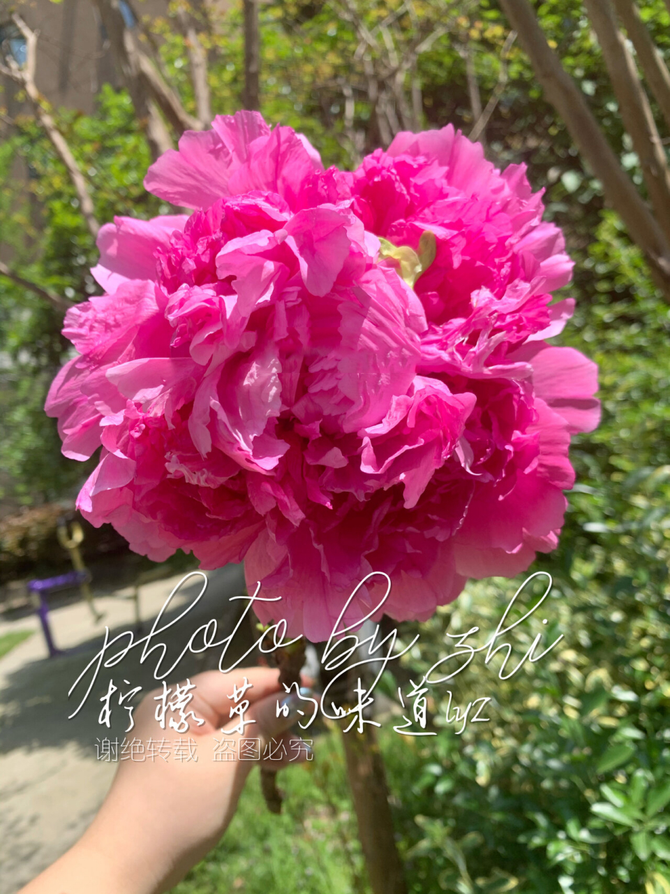 鲜花分享国产洛阳大牡丹贵妃插翠&卷叶红 国产洛阳牡丹上市了 这是