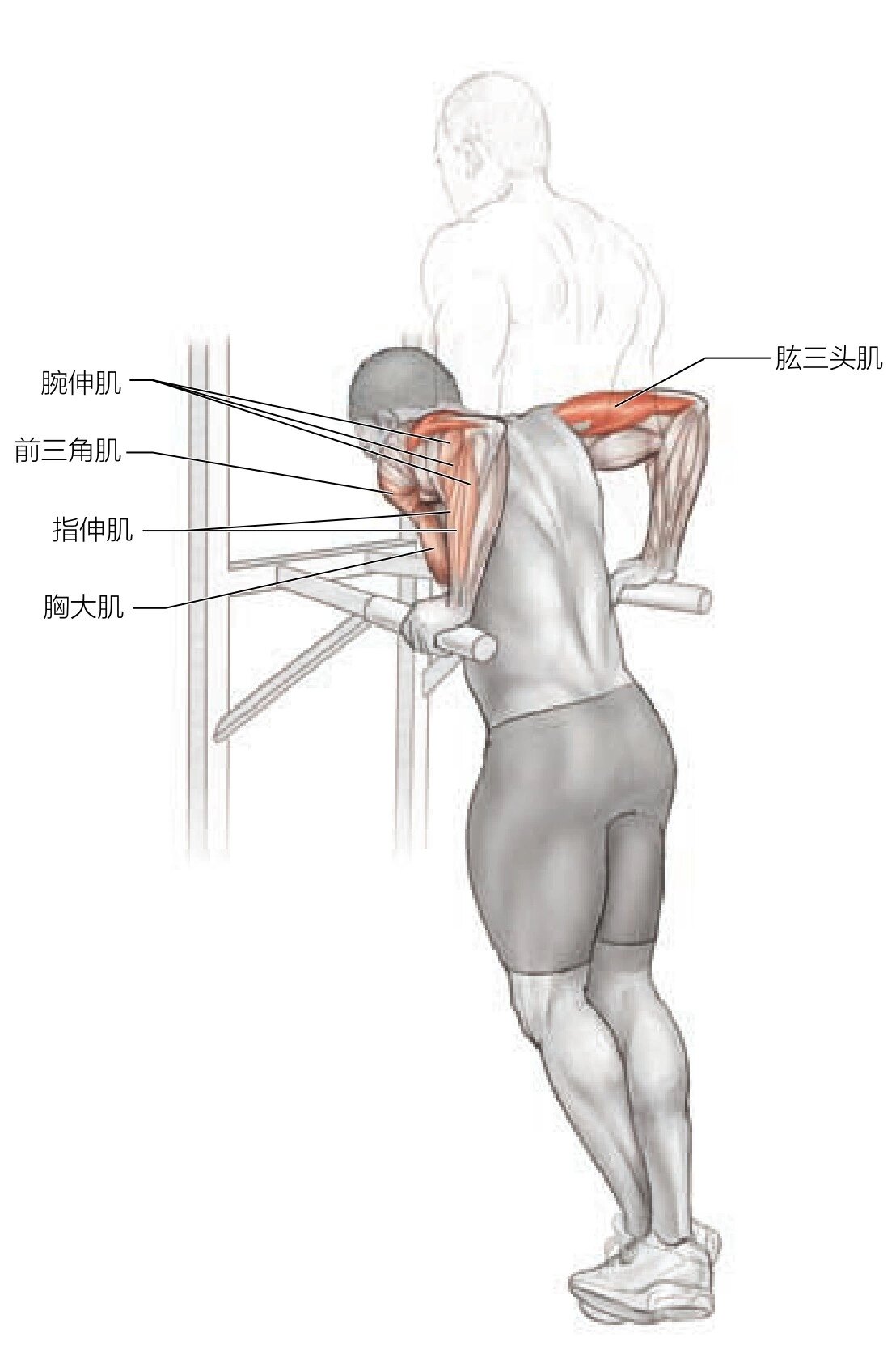 肱三头肌的起止点及功能