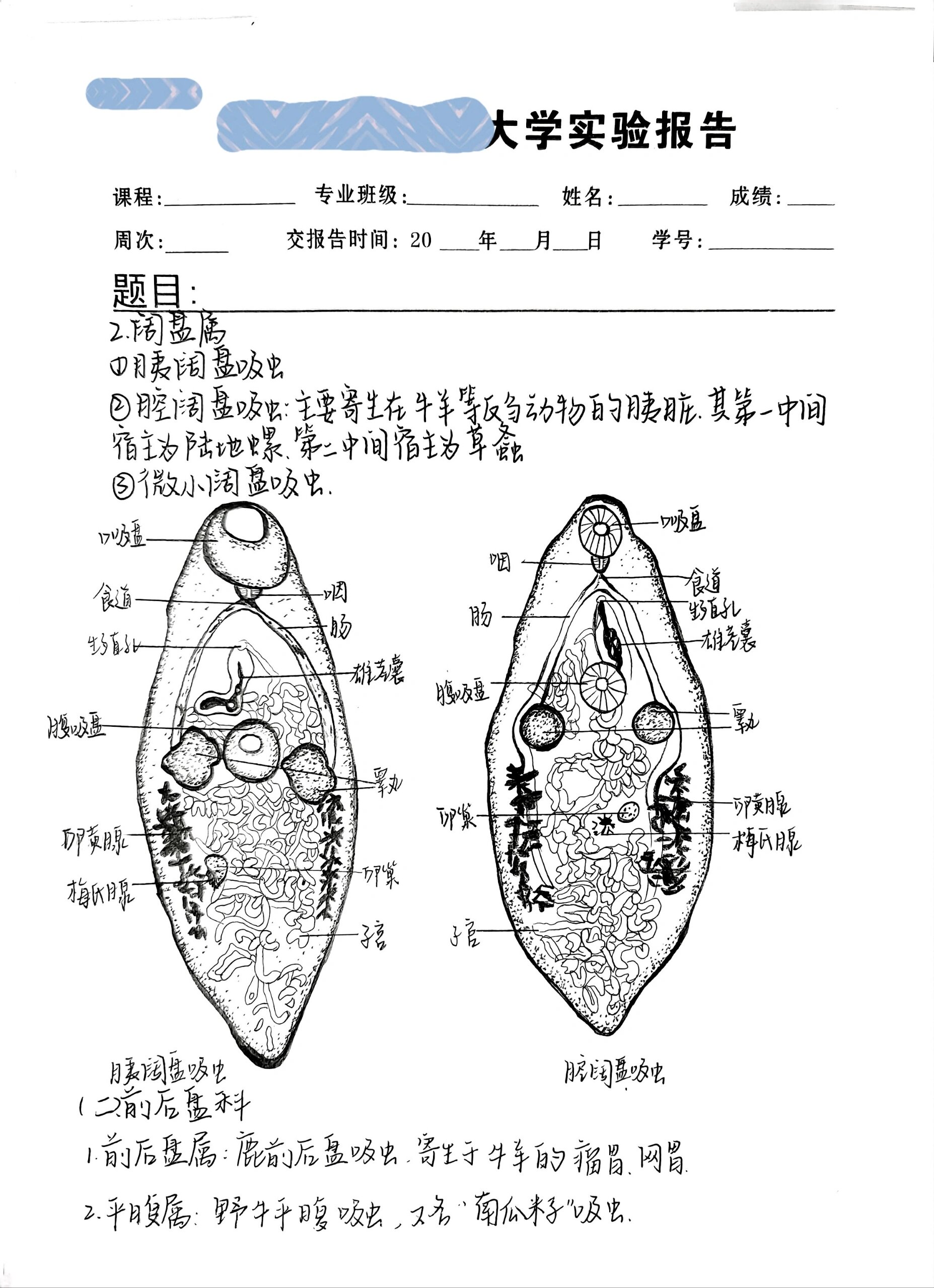 吸虫的形态观察 ●存档用,禁止🚫二传二改
