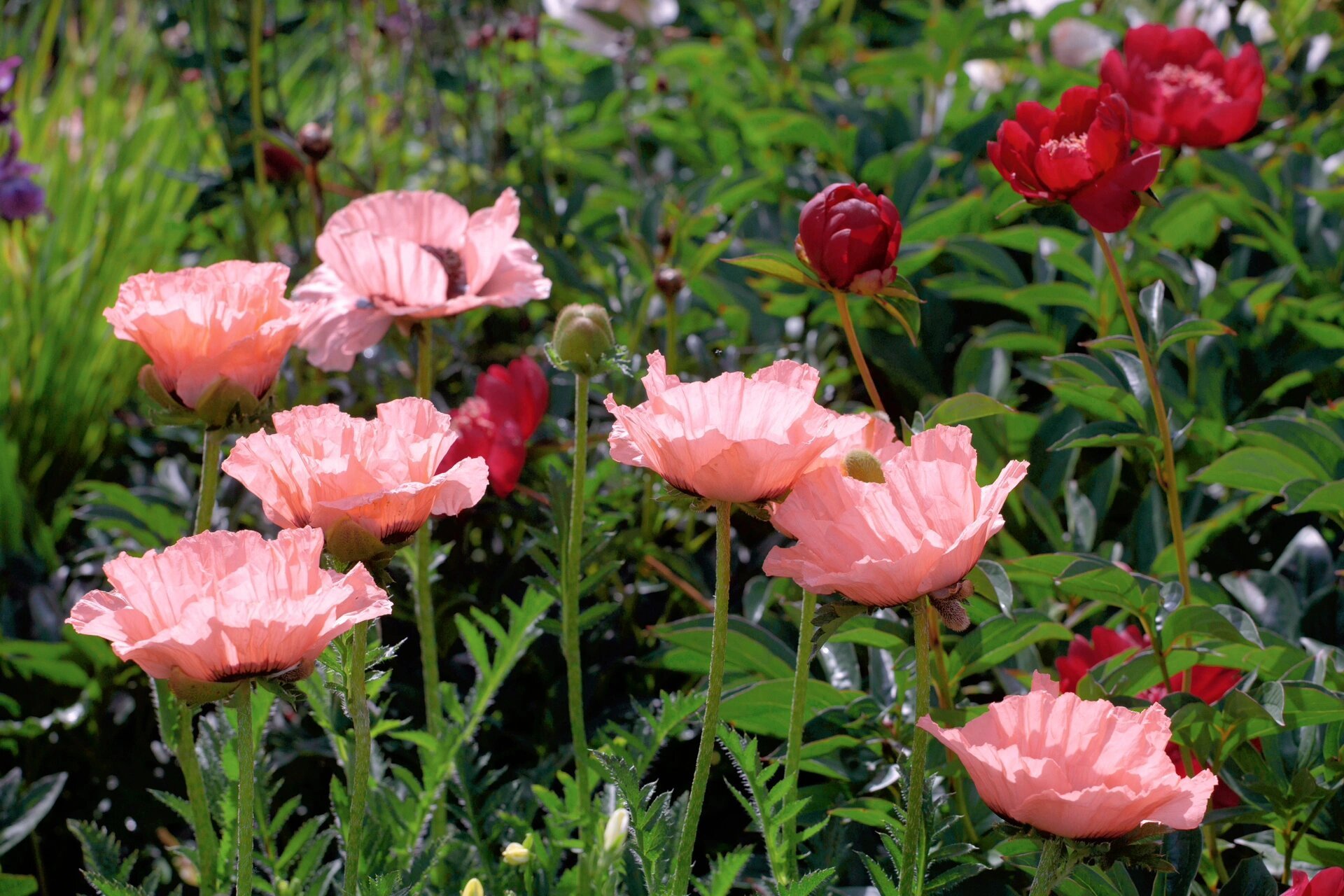 末路狂花般的东方虞美人 永远爱东方虞美人真是一年开得比一年多,今年
