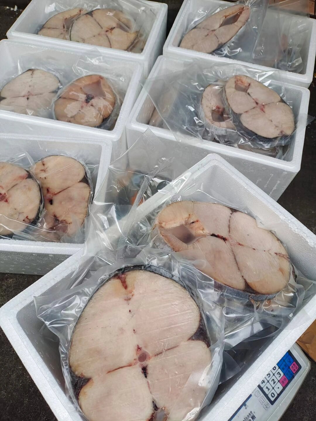 海南文昌七洲列岛马鲛鱼
