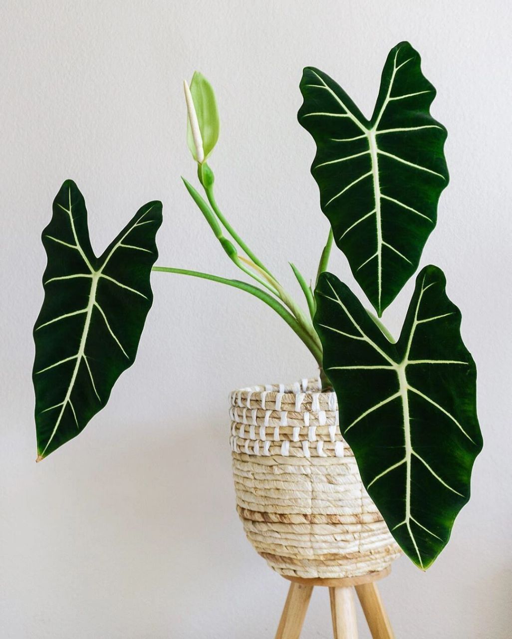 木植百科#绿天鹅绒海芋# 绿天鹅绒海芋(alocasia frydek)是天南星科