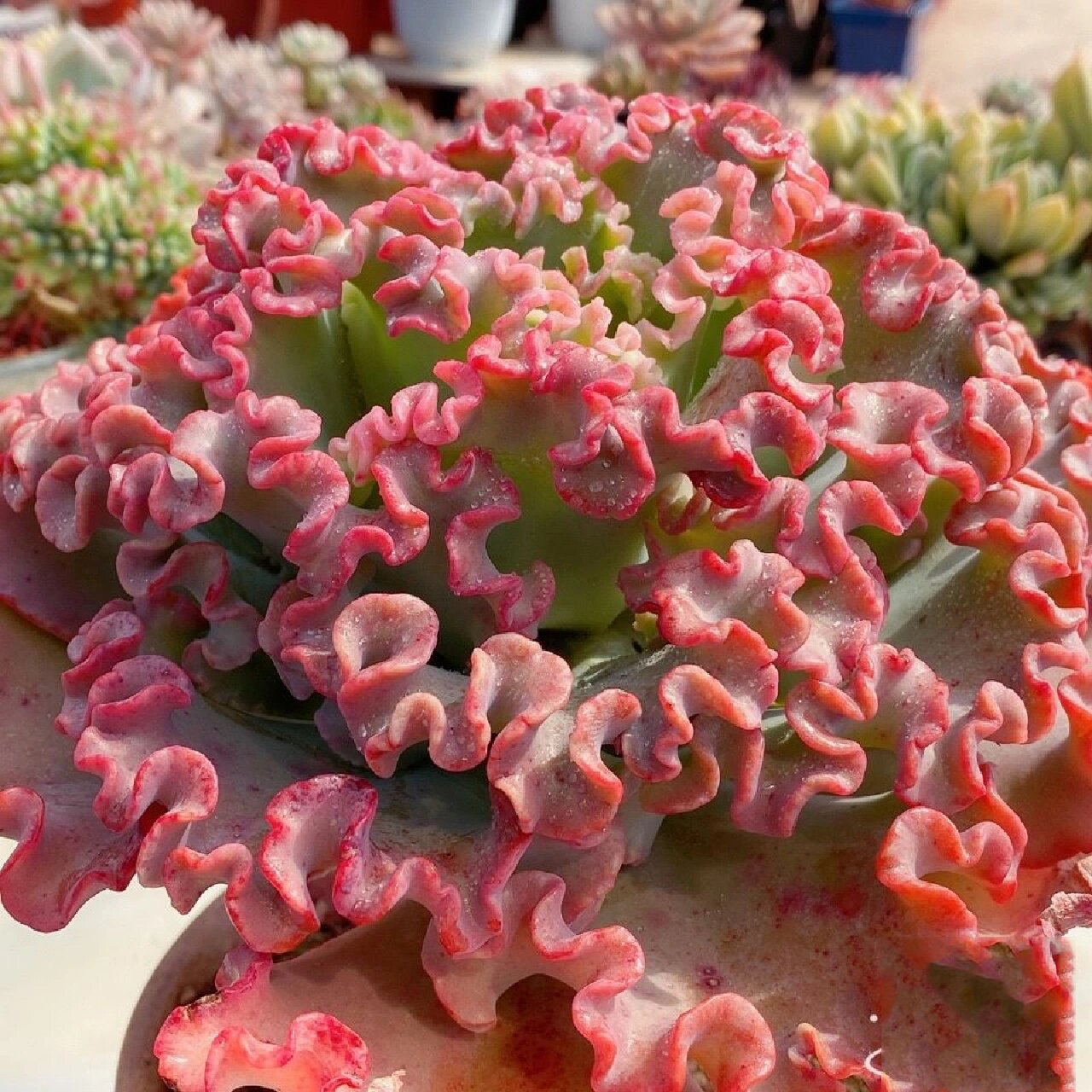 96每天认识一种多肉9415596女王花笠 95形态特征 女王花笠