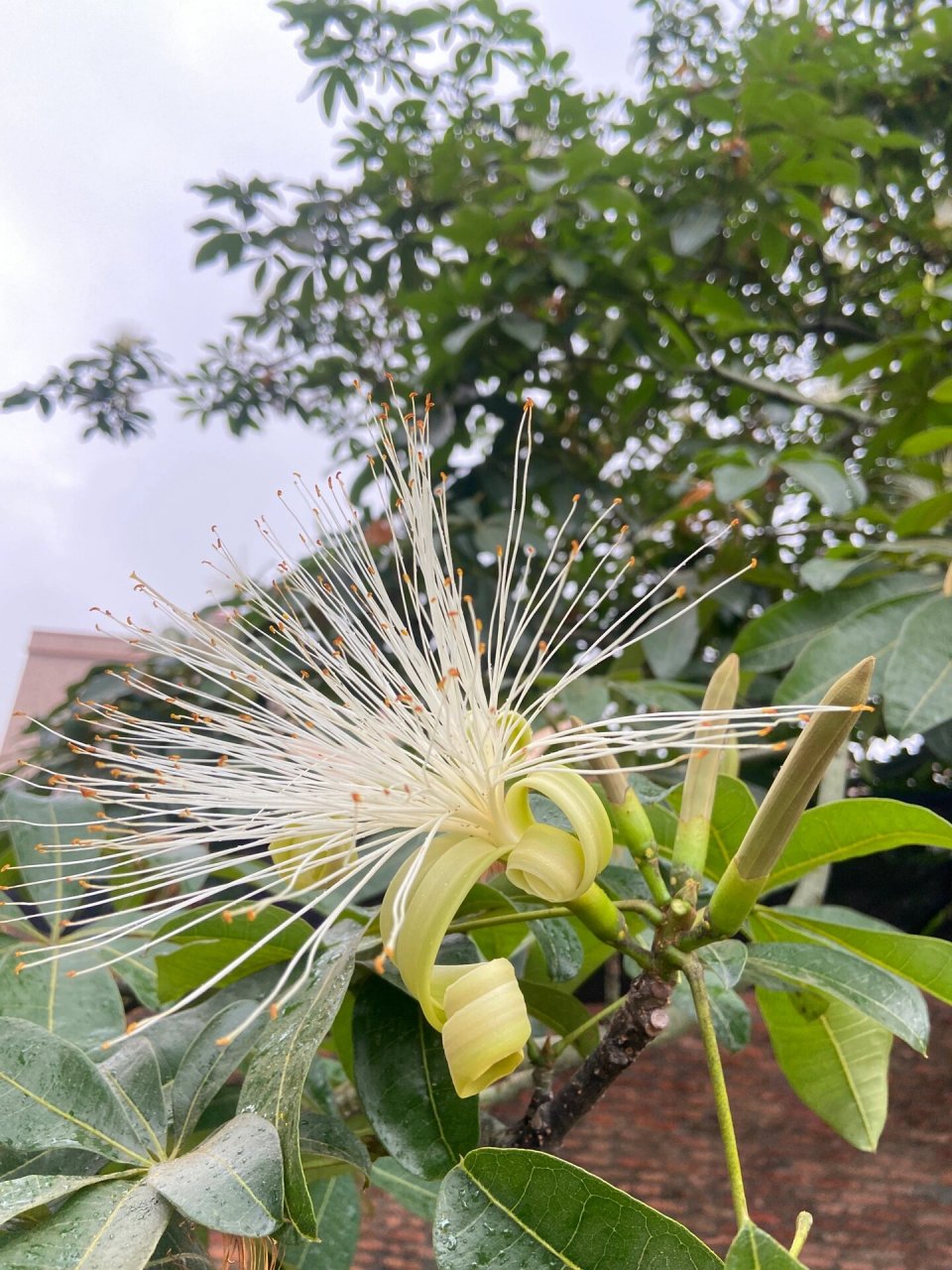 发财树开花什么样子的图片