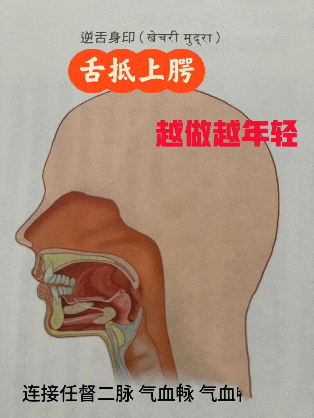 逆舌身印呼吸系统内部最好的保卫者 舌抵上腭对于呼吸系统的温煦作用