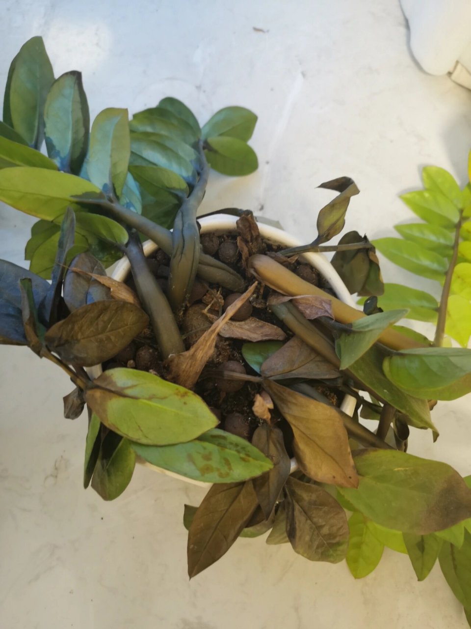 金钱树被冻死了,还有救吗 已经立春了,成都才开始入冬 金钱树被冻死了