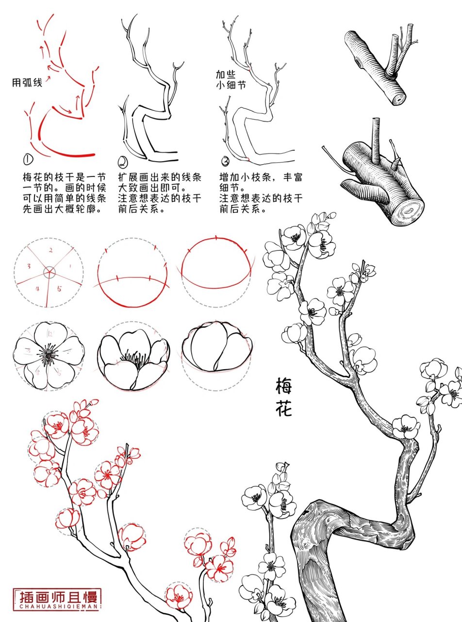 花中四君子,梅兰竹菊画法合集
