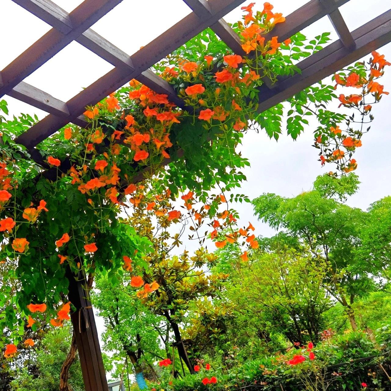 【院子变身花园】凌霄花 很多人都想要一面花墙,那凌霄花就是一个很好