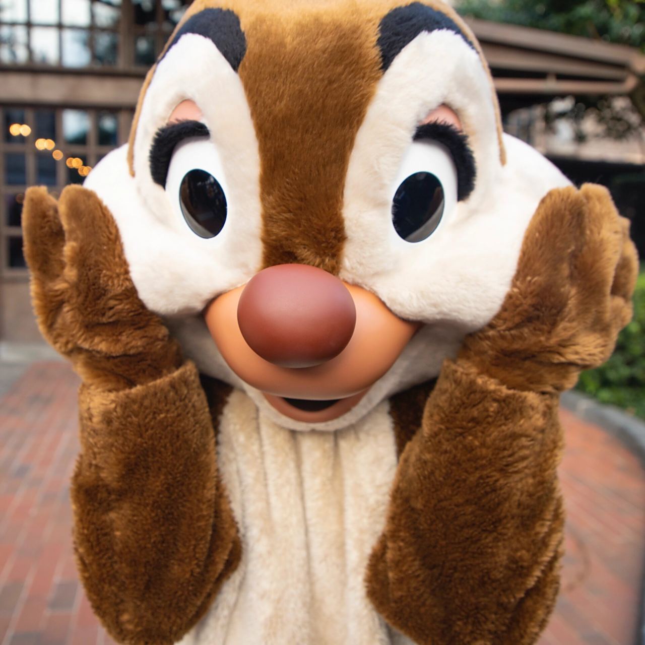 花栗鼠头像11.26