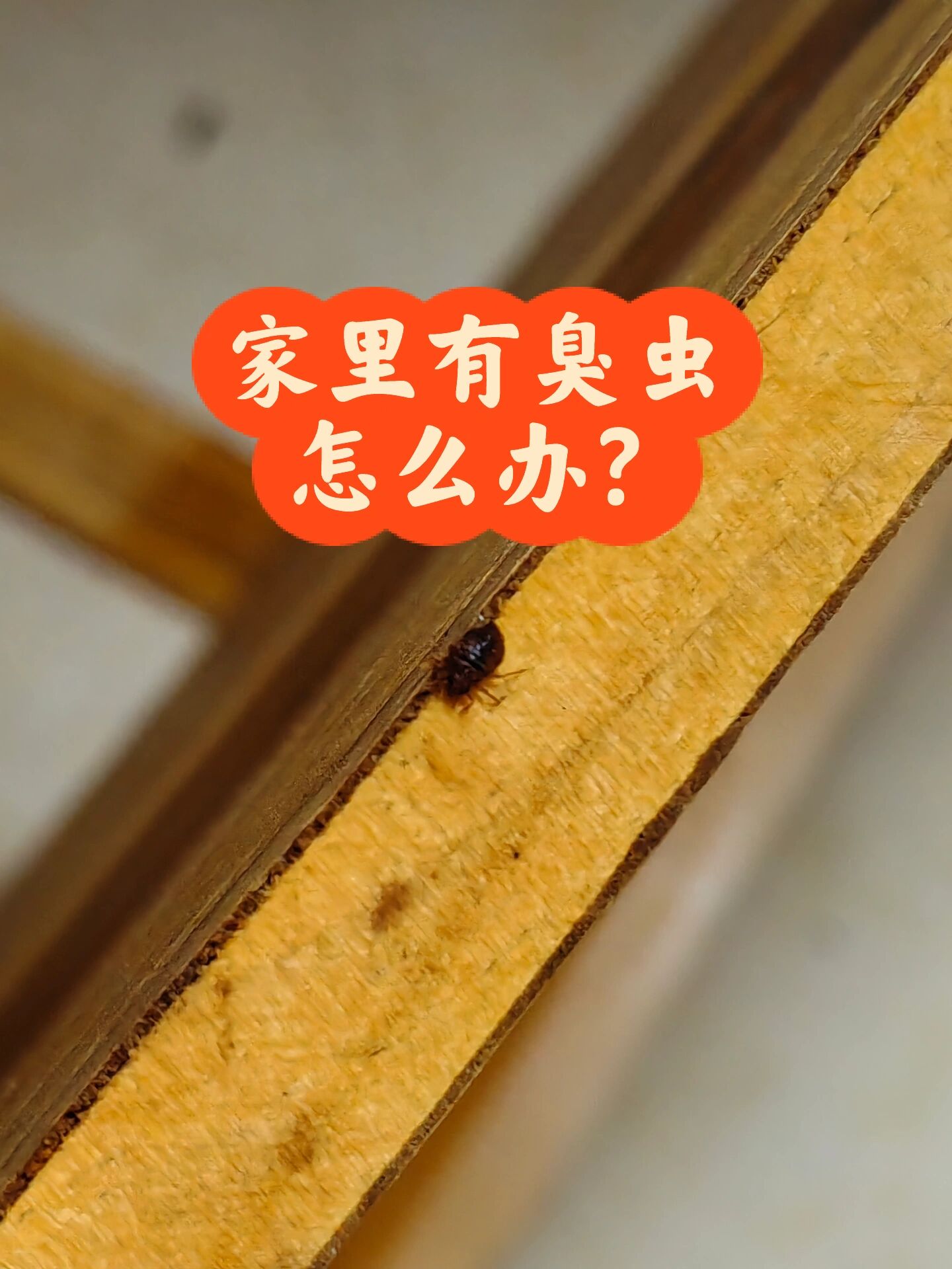 家里有臭虫怎么办?