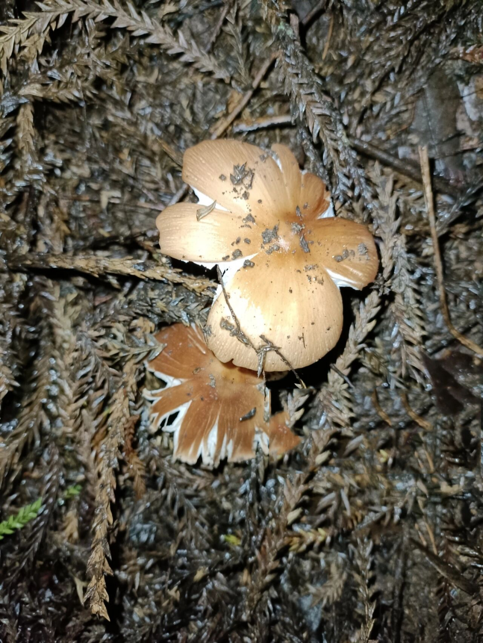 鸡枞里的天花板—红鸡枞 新鲜的红鸡枞无论是骨朵还是开的,都有浓郁的