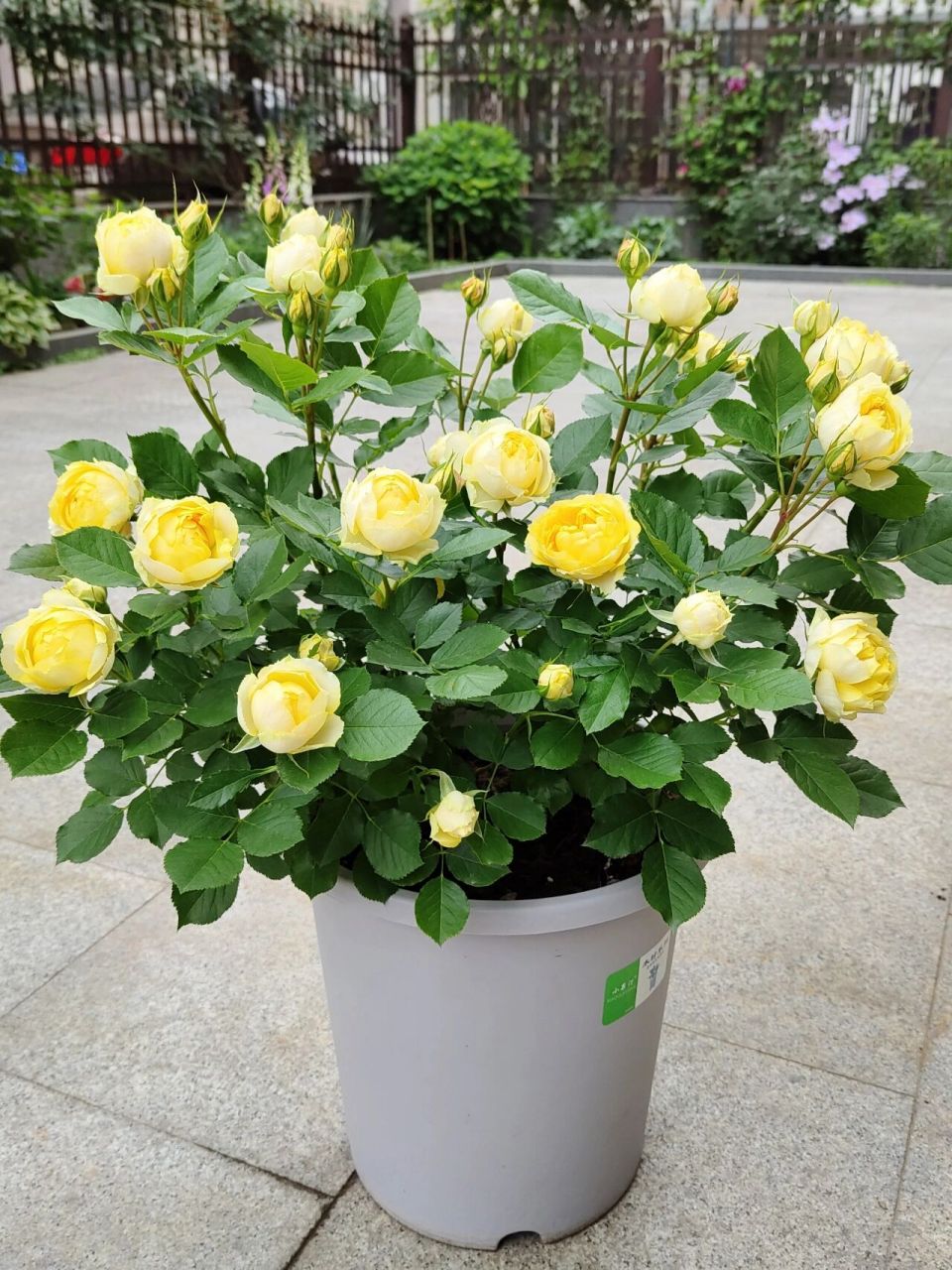 月季测评之 金丝雀 黄色微月,初开全朵嫩黄色,外围花瓣逐渐退色变白,