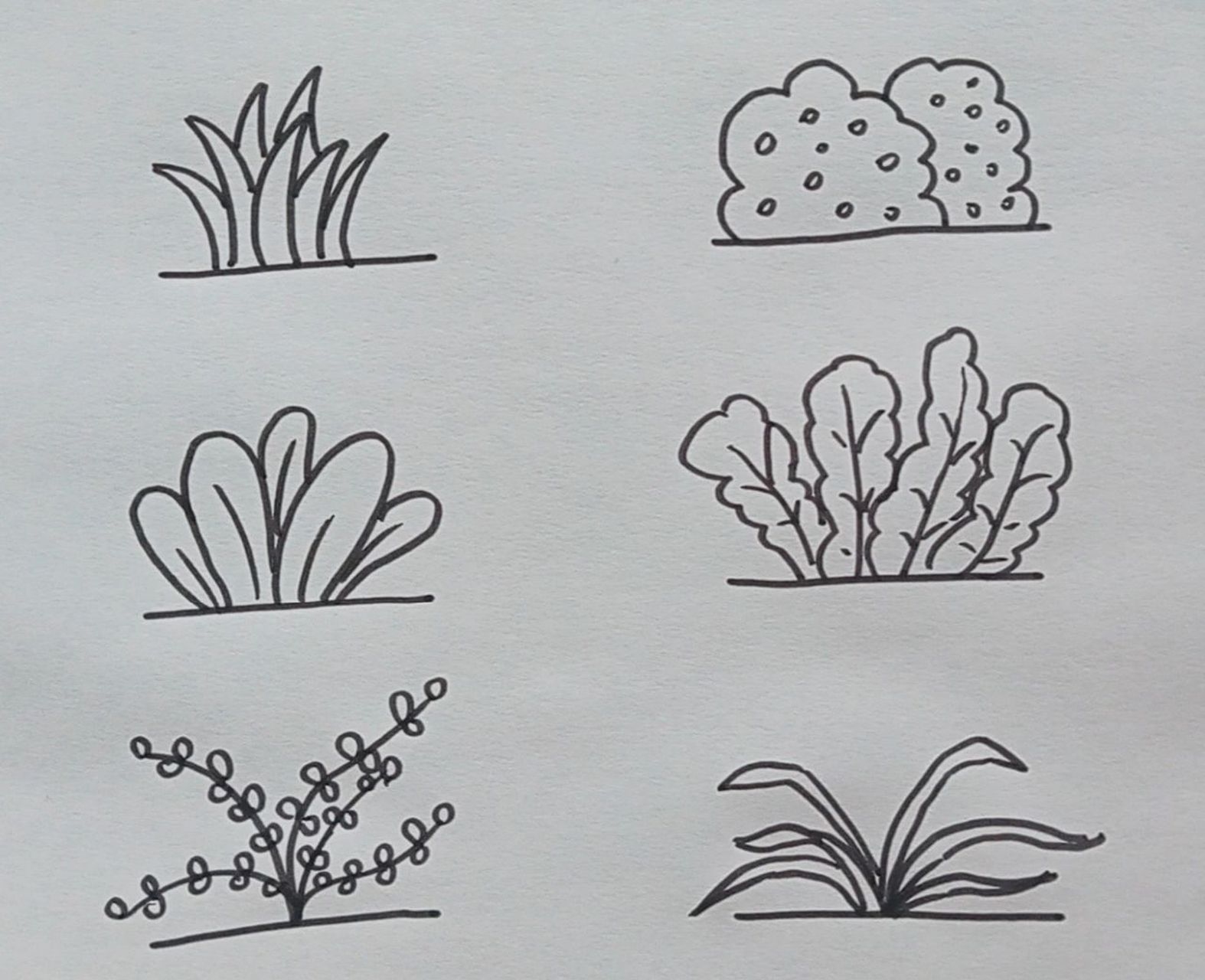 六种小草的简单画法 春天随处可见的小草,你有认真观察过它们的形状吗