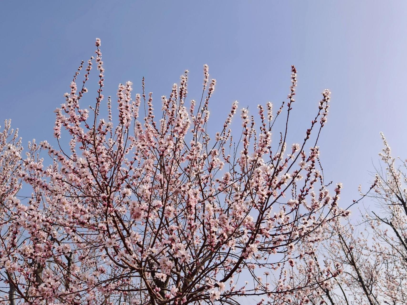 晋阳湖公园桃花图片