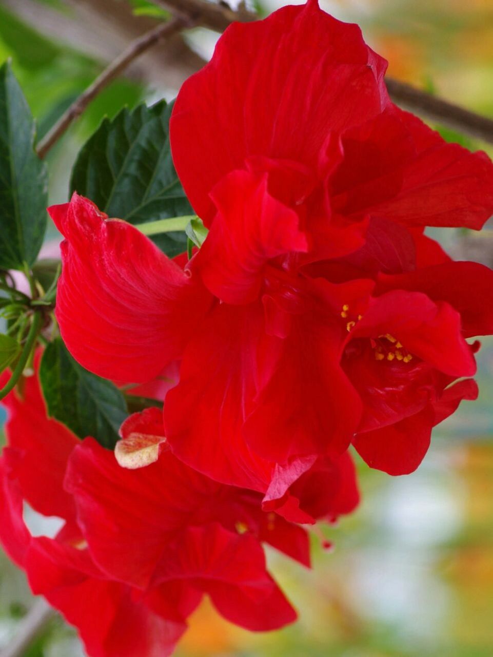 夏日植物|重瓣朱槿|朱槿牡丹|扶桑花 时间:7月10日 地点:别人家花园