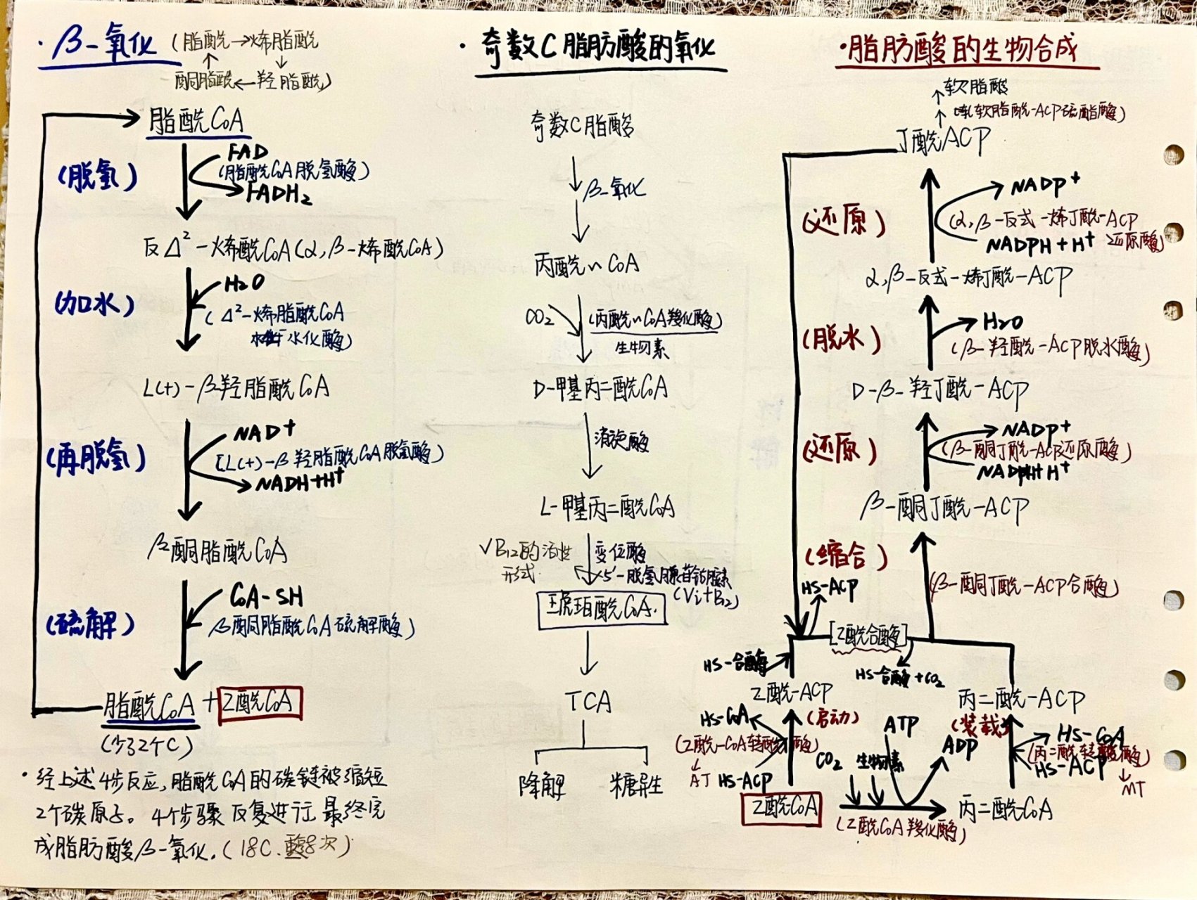 脂质代谢图流程图图片